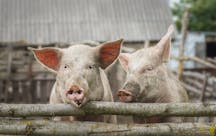 pig
