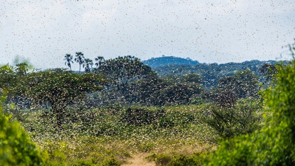 locustswarm