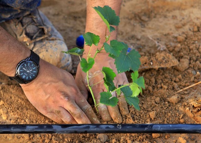 Israeli Wineries Prepare For Jewish New Year Amid Coronavirus Crisis