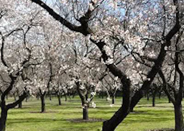 Troy Podcast Media Thumbnail