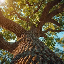 Majestic,Old,Oak,Tree,With,Textured,Bark,And,Sprawling,Branches,