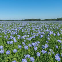 A field of flax