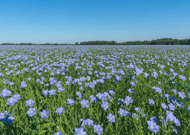 A field of flax