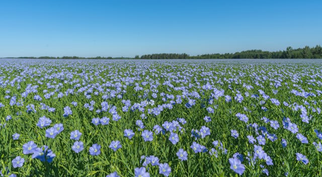 A field of flax