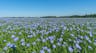 A field of flax