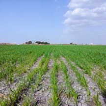 Field in Israel