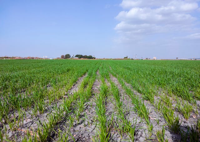 Field in Israel