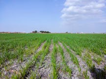 Field in Israel