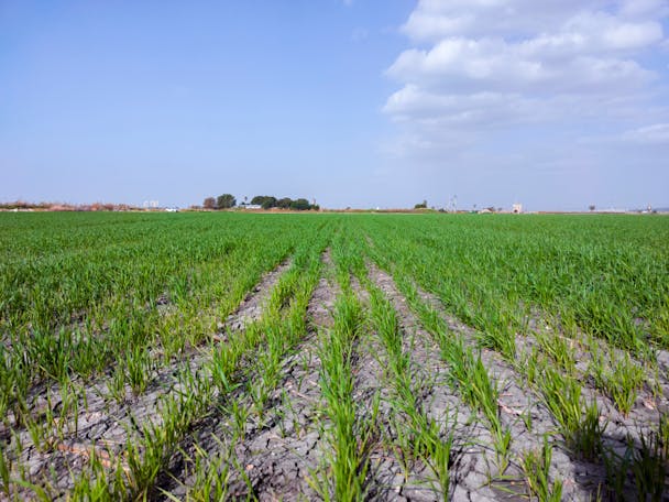 Field in Israel