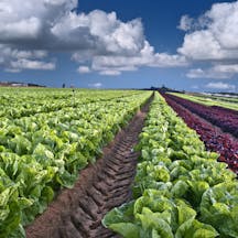 Lettuce Field