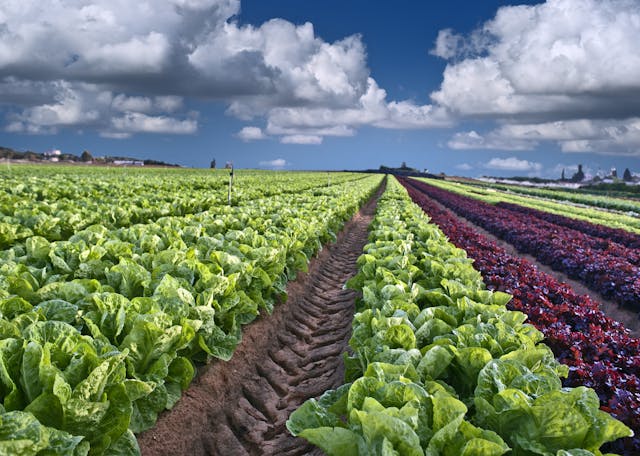 Lettuce Field