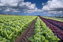 Lettuce Field