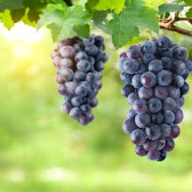 Grapes