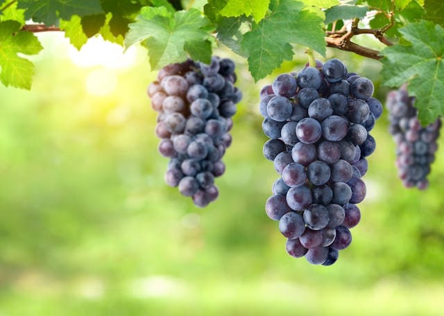 Grapes
