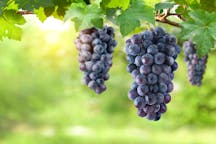 Grapes