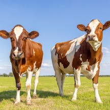 Two Cows