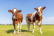 Two Cows