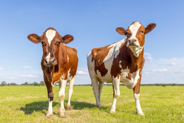 Two Cows