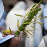 Lulav and Etrog