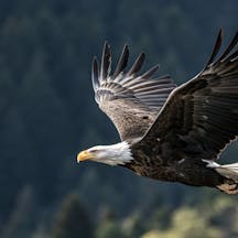 eagle in flight (shutterstock) eagle in flight (shutterstock)