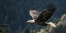 eagle in flight (shutterstock)