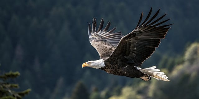 eagle in flight (shutterstock)