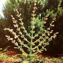 Bible 365: Seven Pillars and Seven Branches Bible 365: Seven Pillars and Seven Branches