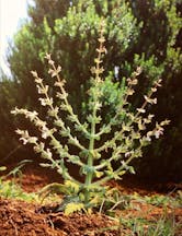 Bible 365: Seven Pillars and Seven Branches