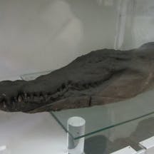 Museo Egizio Torino - Mummia di coccodrillo (Pava, Wikimedia Commons) Museo Egizio Torino - Mummia di coccodrillo (Pava, Wikimedia Commons)