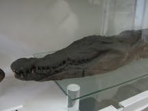 Museo Egizio Torino - Mummia di coccodrillo (Pava, Wikimedia Commons)