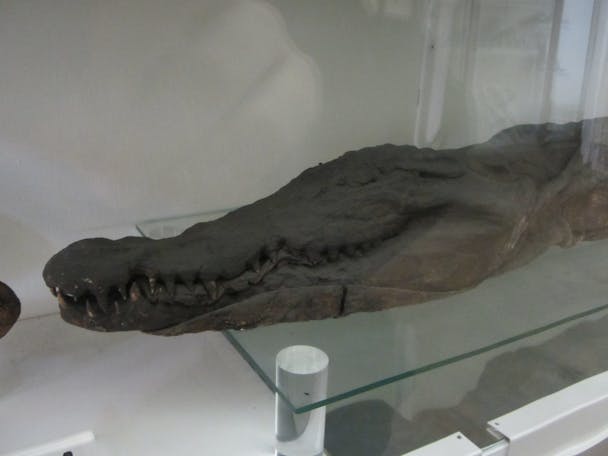 Museo Egizio Torino - Mummia di coccodrillo (Pava, Wikimedia Commons)