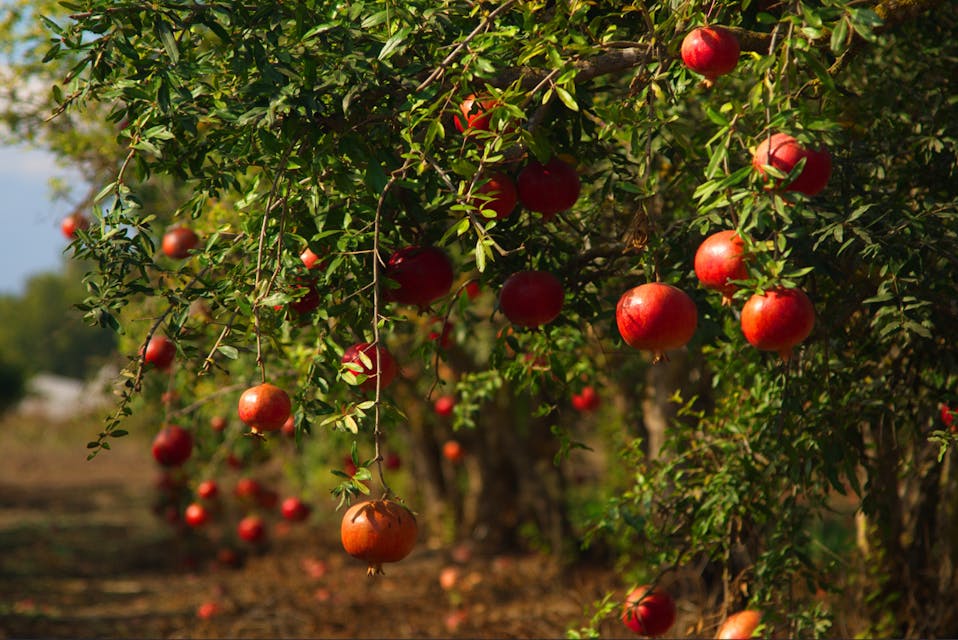 Pomegrantes