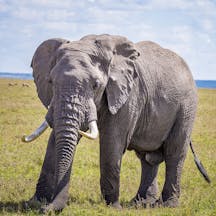 Elephant