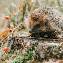 Hedgehog Hedgehog