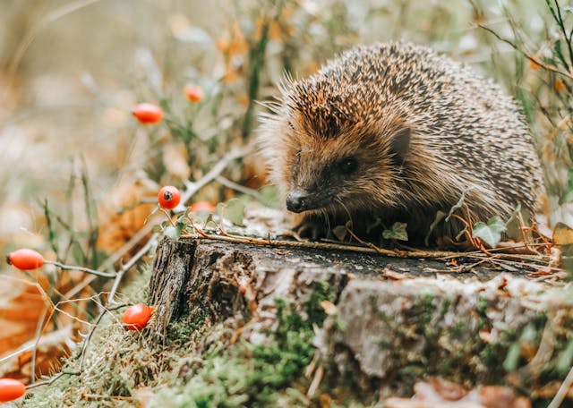 Hedgehog Hedgehog