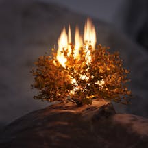 Burning Bush