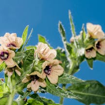 Hyoscyamus Flower