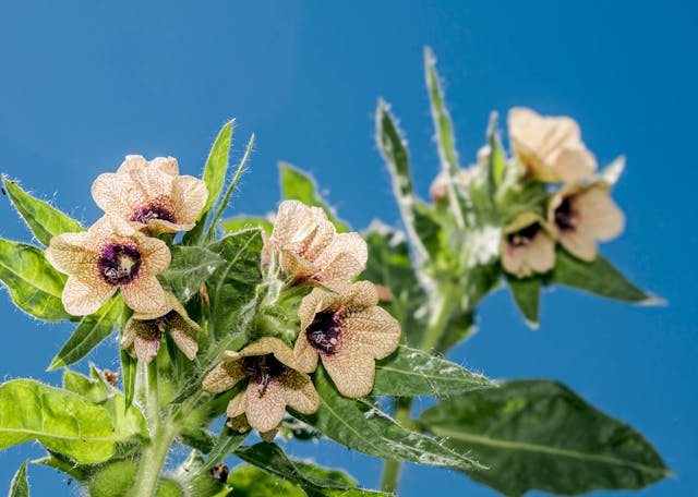 Hyoscyamus Flower