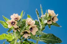 Hyoscyamus Flower
