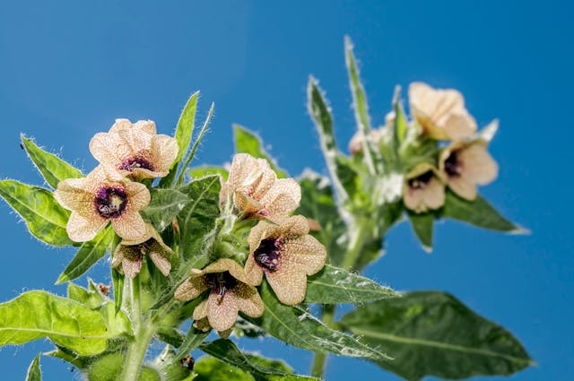 Hyoscyamus Flower