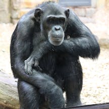 Chimpanzee Chimpanzee