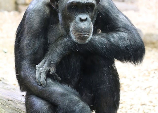 Chimpanzee Chimpanzee