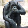 Chimpanzee Chimpanzee