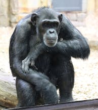 Chimpanzee