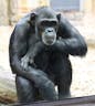 Chimpanzee