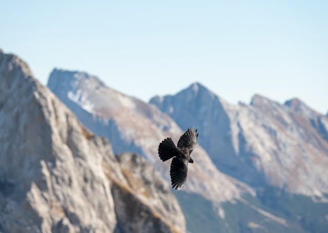 Mountain with Bird
