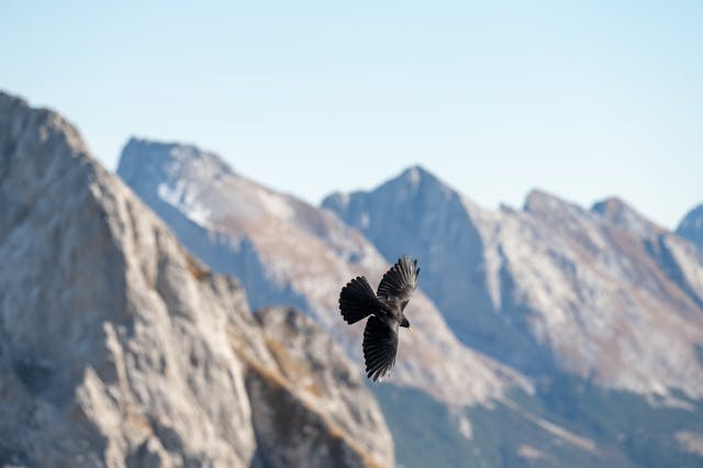 Mountain with Bird