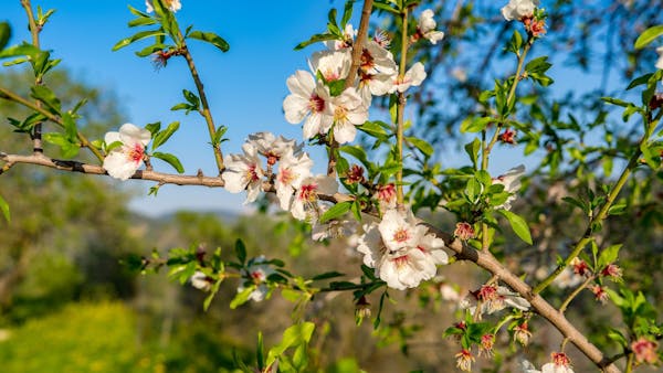 Israel Flowers