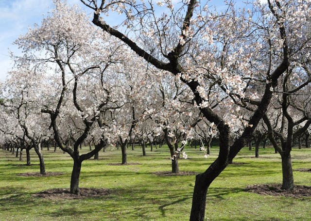 Almond trees Almond trees