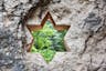 A six-pointed Jewish star of David is carved into a rock wall window on the grounds of the Mt. Herzl military cemetery in Jerusalem.  (Shutterstock)